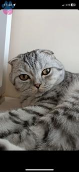 Scottish Fold Oğlumuz 1 Yaşında Eş Arıyor