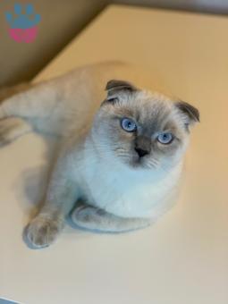 Scottish Fold Bluepoint Kedime Dişi Arıyorum