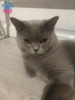 British Shorthair Erkek Kedimize Dişi Eş Arıyoruz