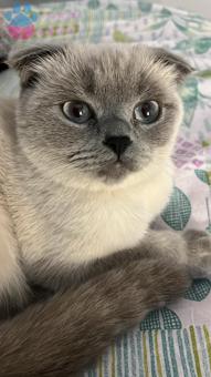 Scottish Fold 11 Aylık Kızıma Eş Arıyorum