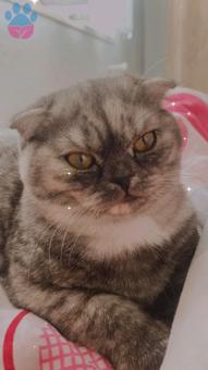 Scottish Fold Kızıma Eş Arıyorum