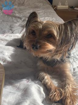 Yorkshire Terrier Güzel Oğlum Elvis&#8217;e Eş Arıyorum