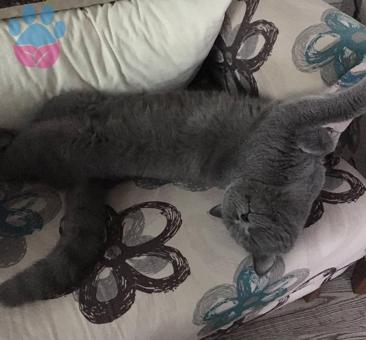 British Shorthair Oğlumuza Eş Arıyoruz