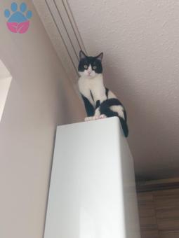 Dişi kedi aranıyor