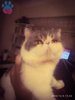 Exotic Shorthair Cinsi Oğlumuz İçin Şecereli Dişi Eş Arıyoruz