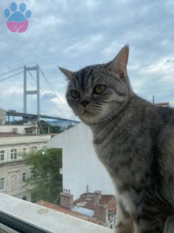 British Shorthair Dişi Kedime Eş Arıyorum 1.5 Yaşında