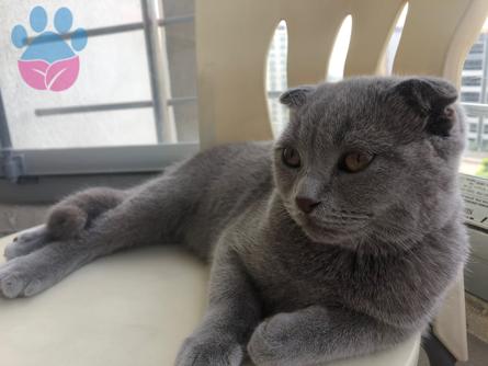 7 Aylık Scottish Fold Erkek