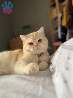 British Shorthair Kedime Eş Arıyorum