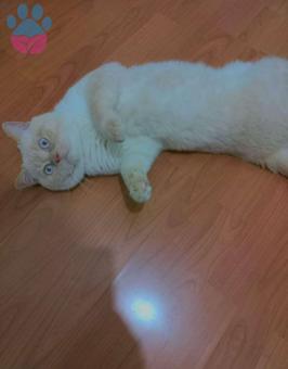 British Shorthair 1 Yaşındaki Red Point Oğluma Eş Arıyorum