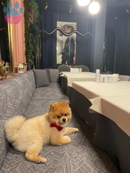 Pomeranian Boo 4 Yaşında Oğluma Eş Arıyorum