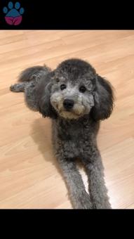 1 Yaşında Toy Poodle Oğlumuza Eş Arıyoruz