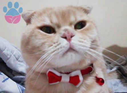 Scottish Fold Cinsi Oğlum Viski&#8217;ye Dişi Arıyorum