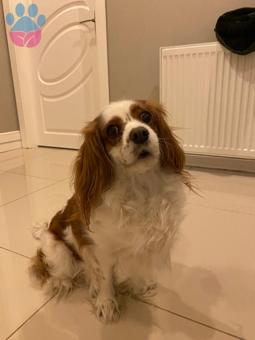 Cavalier King Charles Kızımıza Eş Arıyoruz