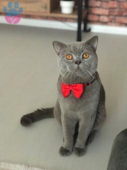 British Shorthair Yakışıklı Oğluma Eş Arıyoruz