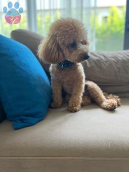 Toy Poodle 2 Yaşında Kızgınlıkta Eş Arıyoruz