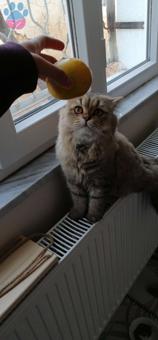 British Longhair Kedime Dişi Eş Arıyorum