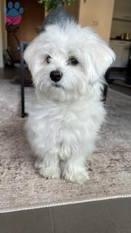 Maltese Terrier 1 Yaşında Köpeğime Eş Arıyorum