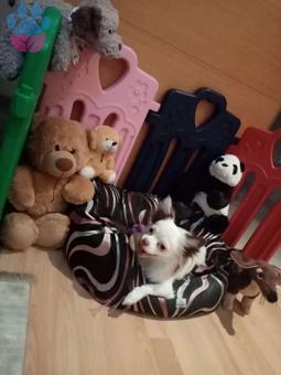 Chihuahua Cinsi Oğluma Eş Arıyorum