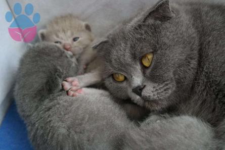 Scottish Fold Cinsi Dişi Eş Arıyoruz