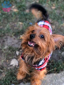 Yorkshire Terrier