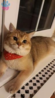 British Shorthair Oğlumuza Eş Arıyoruz