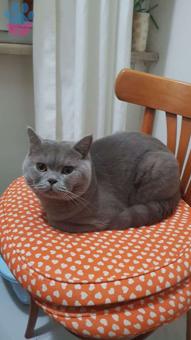 British Shorthair Cinsi Oğlumuza Dişi Eş Arıyoruz