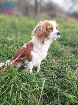 Maltese Terrier Linda Eş Arıyor