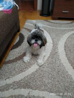 Shih Tzu Cinsi Oğlumuza Eş Arıyoruz