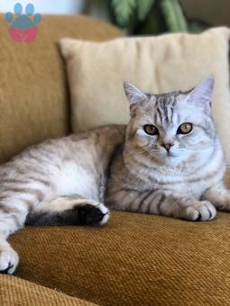 British shorthair oğlumuza eş arıyoruz