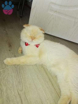 Red Point Scottish Fold Oğluşumuza Eş Arıyoruz