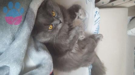 Chuckymize Tiffany Arıyoruz?