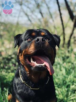 Şampiyon Rottweiler Erkek