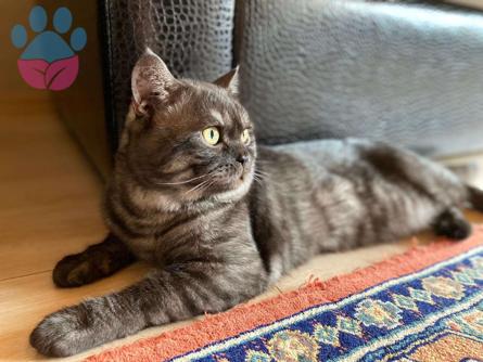 British Shorthair Oğluma Eş Arıyorum