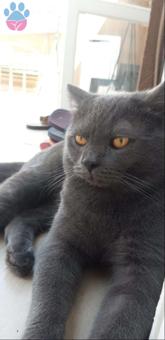 Erkek British Shorthair Kedimize Dişi Arıyoruz