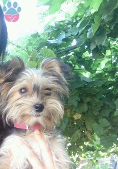 Karabük&#8217;te Yorkshire Terrier Dişi Köpeğime Eş Arıyorum