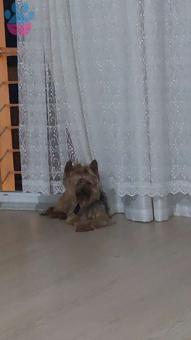 Yorkshire Terrier Cinsi Oğluma Eş Arıyorum