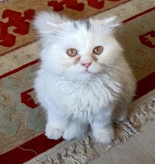 İzmir&#8217;de Pide İsimli Scottish Longhair Erkek Kedime Eş Arıyorum