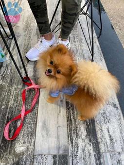 Pomeranian Boo Oğluma Dişi Eş Adayı Aranıyor