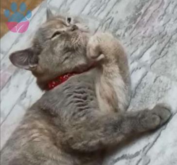 British Shorthair Cinsi Kızıma Eş Arıyorum