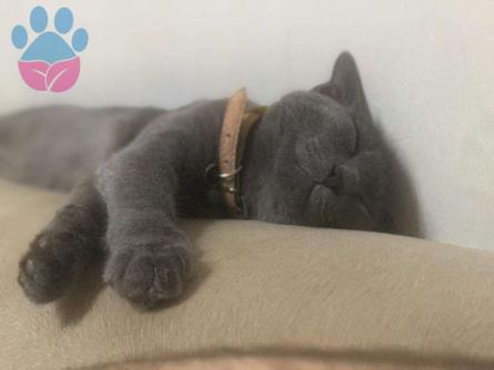 British ve Russian Blue Kırması Oğluma Eş Arıyoruz