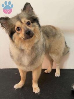 Pomeranian Boo Köpeğime Eş Arıyorum