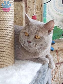 Tekirdağ&#8217;da British Shorthair Cinsi Eş Arıyoruz