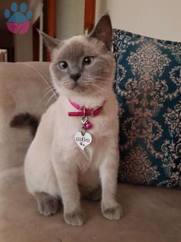 11 Aylık British Shorthair Kızımıza Eş Arıyoruz