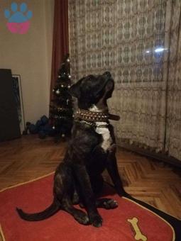 Safkan Presa Canario Oğlumuza Bir Eş Arıyoruz