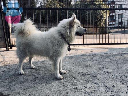 2 Yaşında Dişi Samoyed Safkan Köpeğimize Eş Arıyoruz