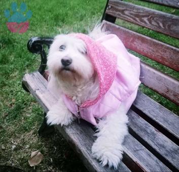 0 Numara Maltese Terrier Kızımıza Erkek Eş Arıyoruz