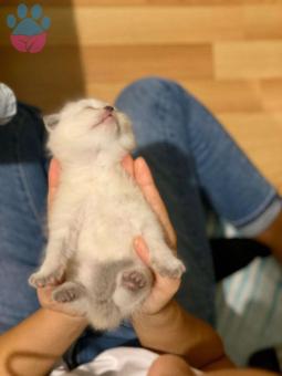 Acil Scottish Fold Olmayan Bir Dişi Arıyoruz