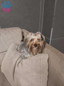 Yorkshire Terrier Cinsi Kızımıza Damat Arıyoruz