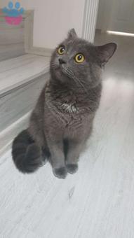 British Shorthair Cinsi Oğlum Melo İçin Eş Arıyorum