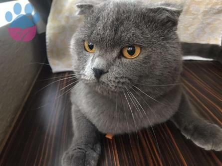 Scottish fold Erkekkkk Taleplerimi bekliyorum ♥️